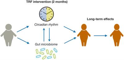 A time-restricted feeding intervention in children and adolescents with obesity: The TRansForm study protocol